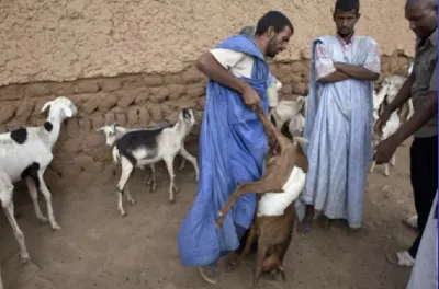 موريتانيا.. تسجيل ثلاث وفيات جراء الإصابة بحمى الوادي المتصدع (وزارة)