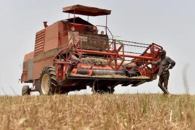 إقليم طاطا.. انطلاق موسم حصاد الحبوب البورية بواد درعة