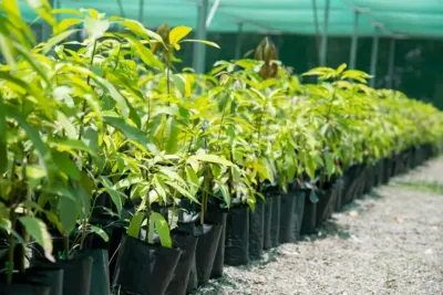 أونسا تمنع استيراد النباتات من الخارج للحفاظ على الرصيد النباتي الوطني