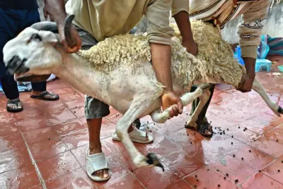 عيد الأضحى 2023: نصائح المكتب الوطني للسلامة الصحية