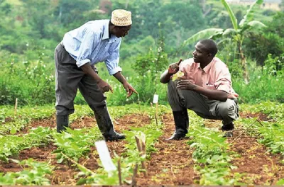 نيجيريا تعتمد مخططا خماسيا لتطوير قطاع تربية الماشية