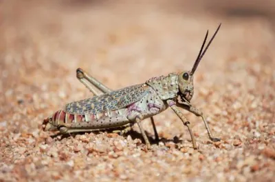 فرق وزراة الفلاحة التونسية تواصل عمليات مكافحة الجراد الصحراوي جنوب البلاد