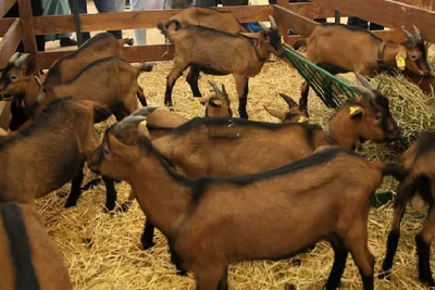 الملتقى الدولي للفلاحة بمكناس.. توزيع الجوائز على المربين الفائزين في مسابقات اختيار أفضل رؤوس الماشية