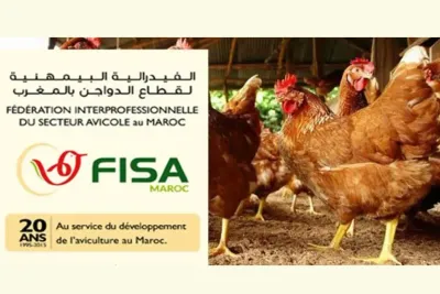 الفيدرالية البيمهنية لقطاع الدواجن بالمغرب : الدعوة إلى تحسين ظروف الذبح
