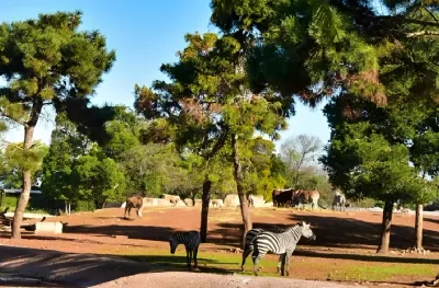 الحديقة الوطنية للحيوانات بالرباط.. الإطلاق الرسمي للتطبيق الهاتفي "Zoo de Rabat"