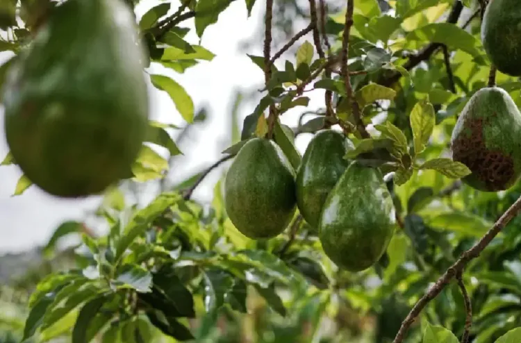 العرائش .. مؤتمر المغرب للأفوكادو يناقش وضعية وآفاق هذه الزراعة الواعدة