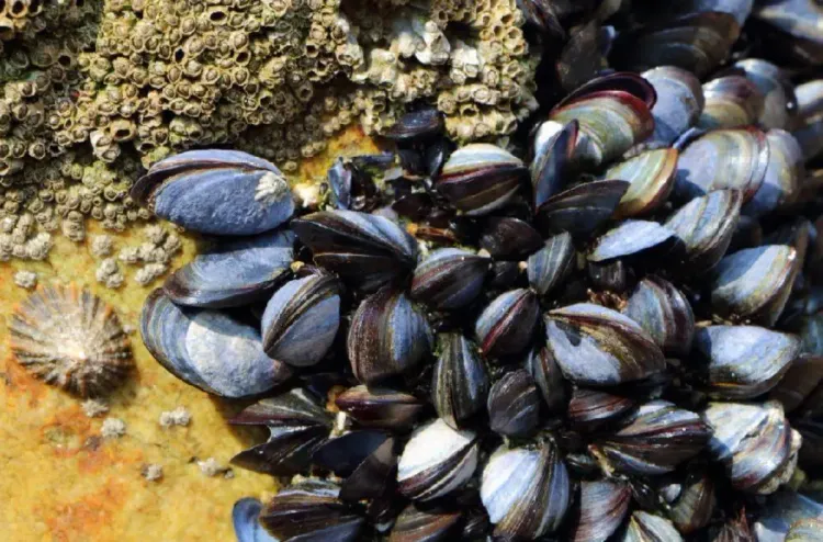 أكادير.. الإبقاء على قرار حظر جمع وتسويق الصدفيات بمنطقة "إيمي وادار" (كتابة الدولة المكلفة بالصيد البحري)