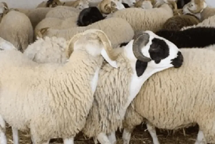 إقليم اليوسفية .. اجتماع يتدارس سبل إعادة تكوين قطيع الماشية بالإقليم