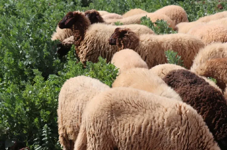 إقليم جرادة: التساقطات المطرية الأخيرة تنعش المراعي وتعزز آمال الكسابة