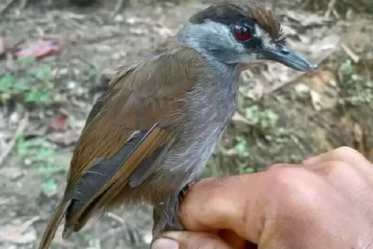 إندونيسيا تصادر أكثر من 1200 طائر مهدد بالانقراض بعد نقلها بطريقة غير قانونية