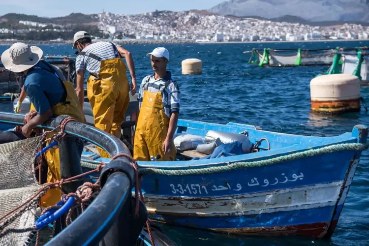 الحكومة تحدث اللجنة المركزية للسلامة البحرية والوقاية من التلوث- سفن الصيد البحري-