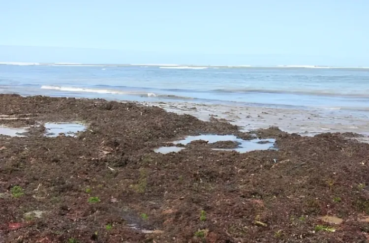 استزراع الطحالب البحرية بالناظور.. تجربة بيئية تعزز التنمية المستدامة