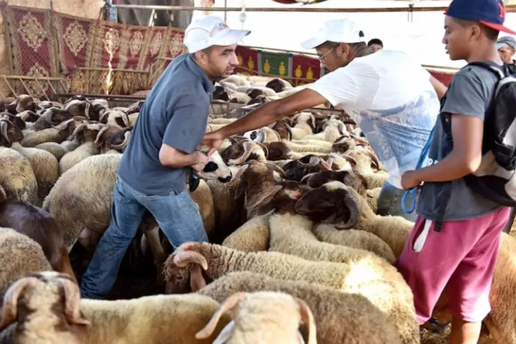 وزارة الفلاحة: العرض كاف ويغطي بشكل كبير الطلب