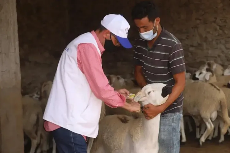 عيد الأضحى 2022 : انطلاق عملية ترقيم الأغنام والماعز بجهة بني ملال خنيفرة