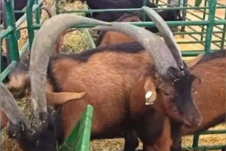 افتتاح النسخة الخامسة عشرة للمعرض الجهوي للماعز بمدينة شفشاون