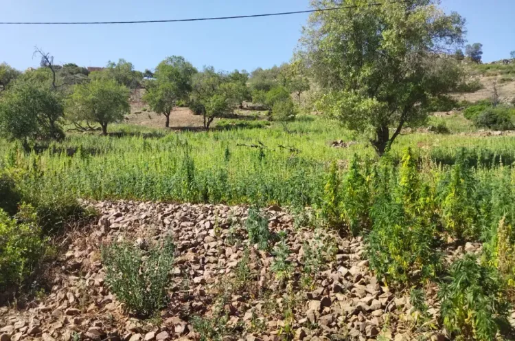 افتتاح مقر المديرية الإقليمية للوكالة الوطنية لتقنين الأنشطة المتعلقة بالقنب الهندي بتاونات