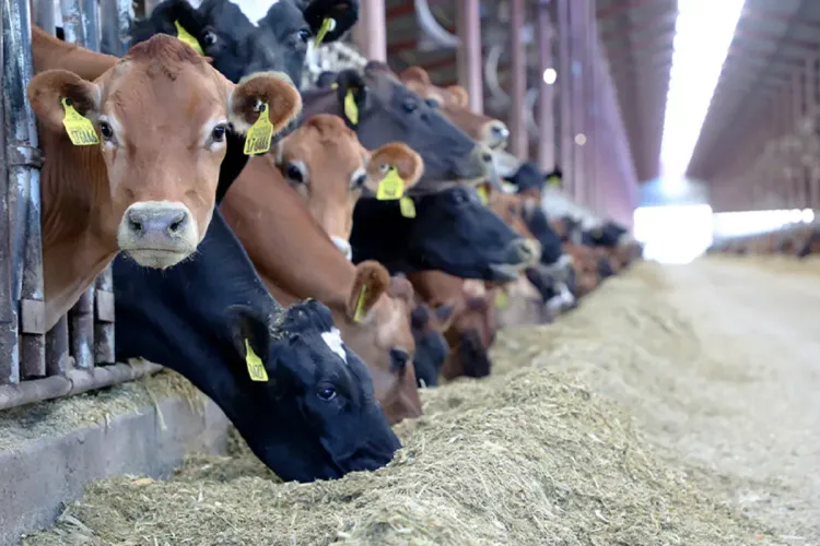 مجلس الحكومة يصادق على وقف استيفاء رسم الاستيراد المفروض على فصيلة الأبقار الأليفة