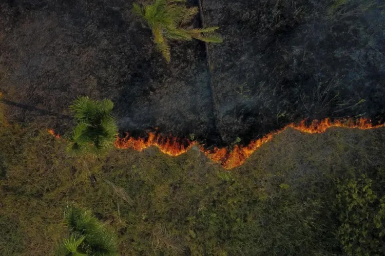 البرازيل.. 2025، خامس سنة تشهد أسوأ الحرائق منذ أكثر من 20 سنة