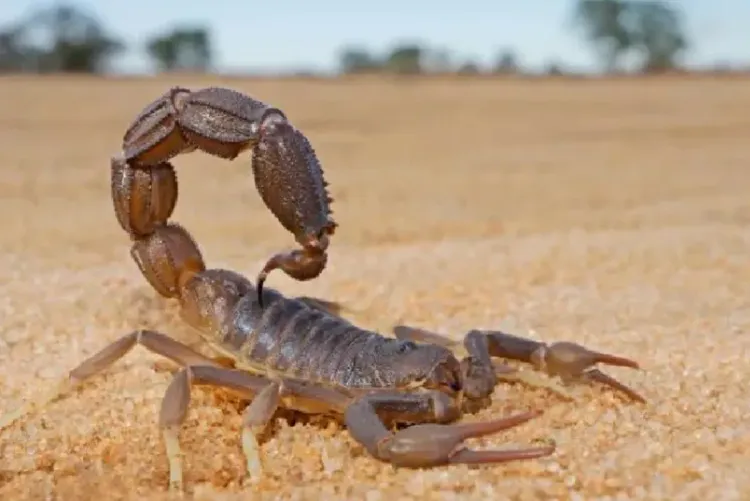 الرباط: إطلاق الأسبوع الوطني للتحسيس بمخاطر سموم العقارب والأفاعي