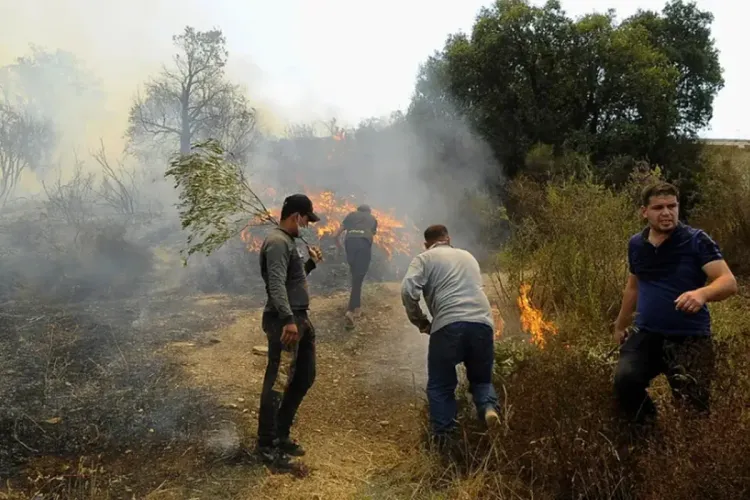 الجزائر: 15 قتيلا و26 جريحا في حرائق غابات بشمال البلاد