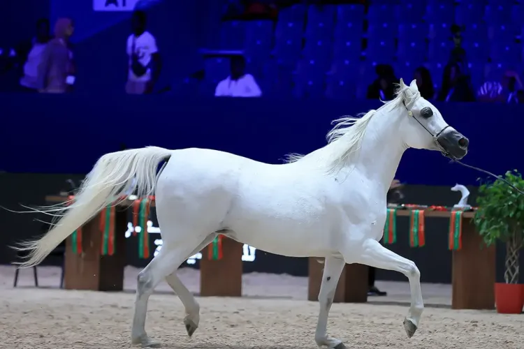 معرض الفرس 2023: الحصان جيان دي نوتيك يفوز بالميدالية الذهبية لجمال الخيول العربية الأصيلة