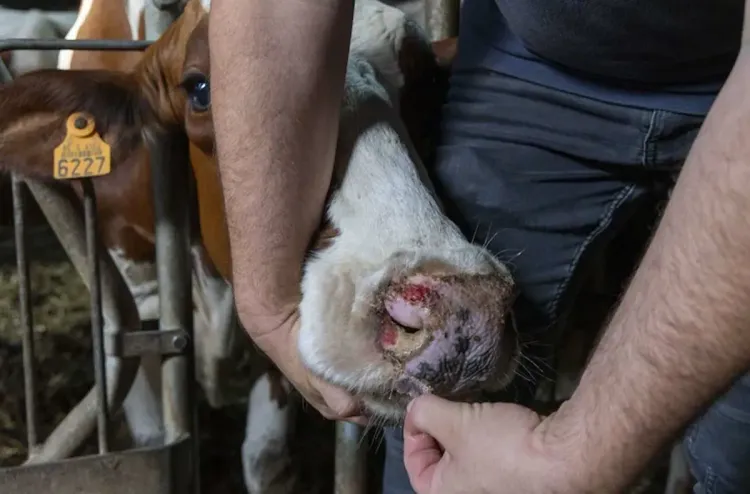 إعلان حالة الطوارئ في سلوفاكيا بسبب تفشي الحمى القلاعية