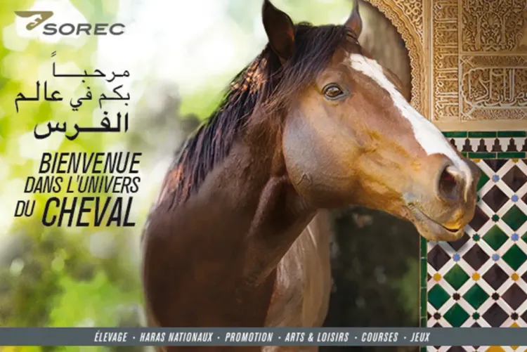 الشركة الملكية لتشجيع الفرس : استفادة مدربي خيول السباقات من تكوين في المجال المقاولاتي