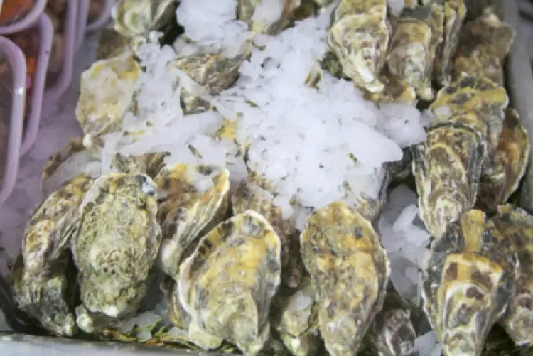 بوجدور.. رفع الحظر عن جمع وتسويق الصدفيات على مستوى منطقة لكراع