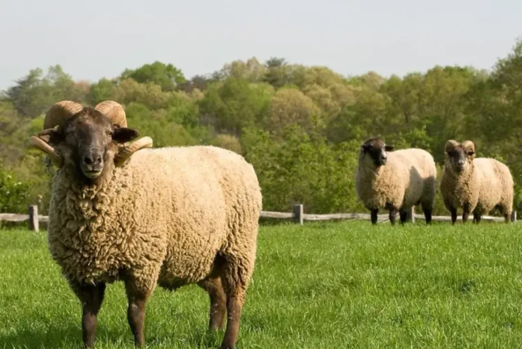 جهة الشرق : رصد 456 مليون درهم لحماية الرصيد الحيواني و النباتي و تدبير ندرة المياه
