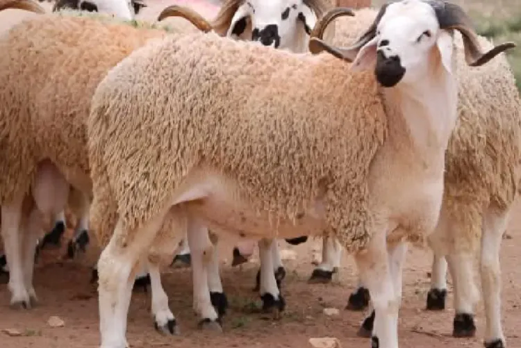 القطيع الوطني للماشية: إحصاء أزيد من 32,8 مليون رأس (وزارة)