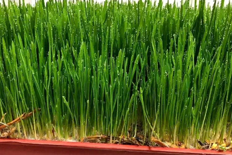 جرسيف.. الشعير المستنبت رهان مستقبلي لتطوير الفلاحة وتربية الماشية