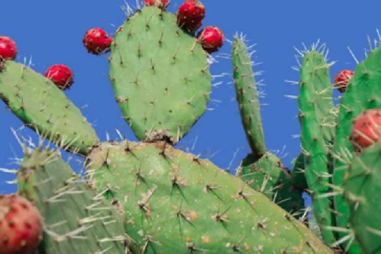 كلميم وادنون: "الجيل الأخضر" يعطي زخما لتثمين سلسلة الصبار ومقاومة آفة الحشرة القرمزية