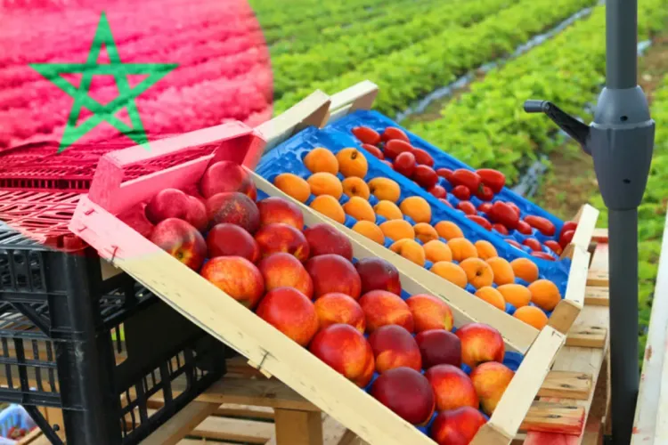 المغرب من بين أفضل الدول في الصناعات الغذائية بإفريقيا