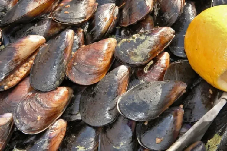 الصويرة .. منع جمع وتسويق بلح البحر بمنطقة أم الطيور - شويكة