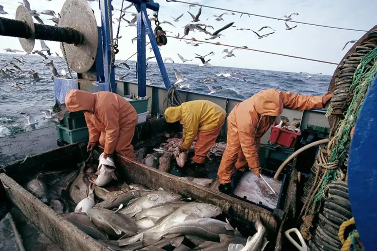 ميناء العرائش: ارتفاع كمية مفرغات الصيد البحري بنسبة 15% حتى نهاية يوليوز