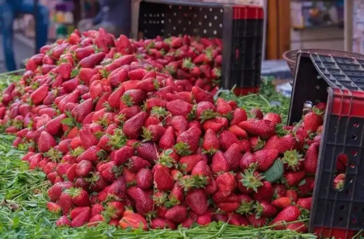 وزارة الفلاحة: الإشاعات الرائجة حول عدم سلامة منتوج الفراولة المغربية لا أساس لها من الصحة