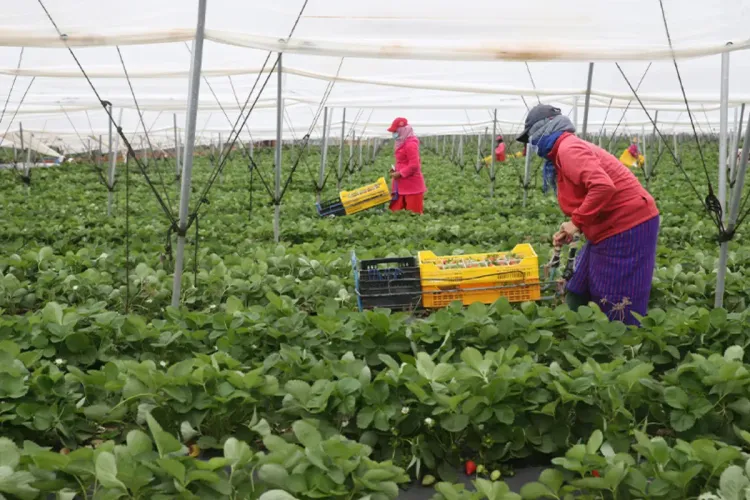 خبراء إيطاليون يشيدون بتجربة المغرب في المجال الفلاحي والتكييف الزراعي