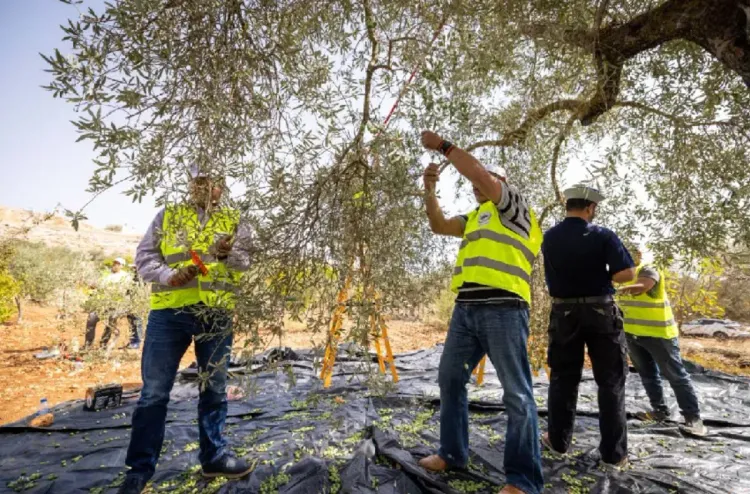 القدس .. إطلاق حملة (عونة 2025) لقطاف الزيتون بدعم من وكالة بيت مال القدس الشريف