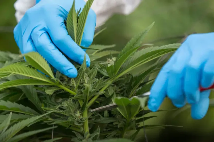 الحسيمة.. تشييد أول مصنع لإنتاج المواد الطبية والصيدلانية من القنب الهندي‬