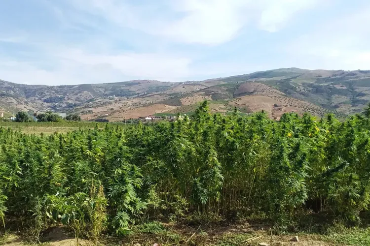 الفدرالية المغربية لصناعة الأدوية والابتكار الصيدلي : قطاع القنب الهندي المقنن عنصر مهم لتحقيق التنمية
