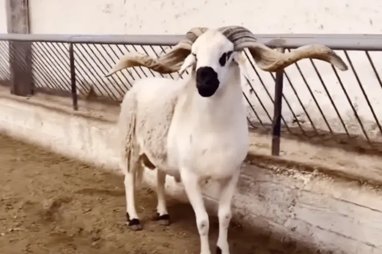 عيد الأضحى 2022 بالمغرب: أسعار بيع الأضاحي المعدة للذبح حسب الأسواق