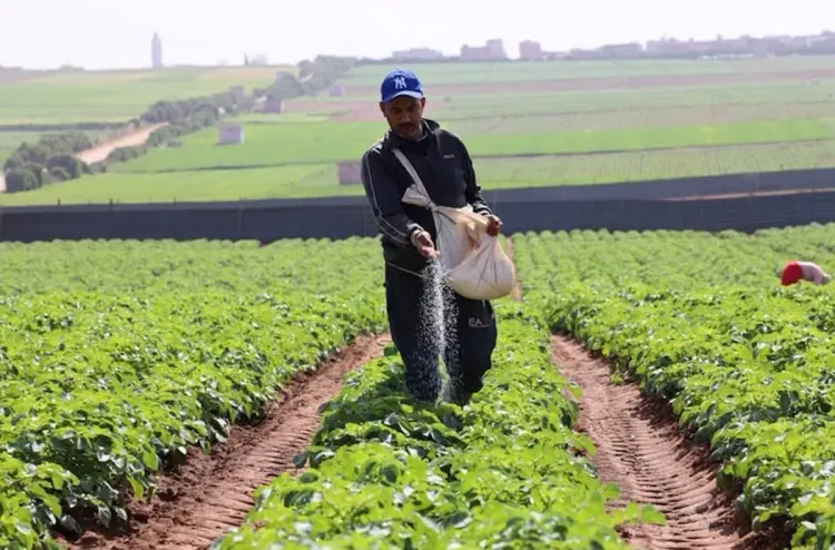 سطات.. تأثير إيجابي للتساقطات المطرية الأخيرة على المزروعات والغطاء النباتي