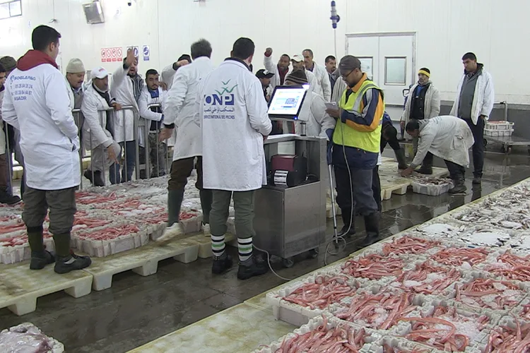 المكتب الوطني للصيد : ارتفاع الكميات المفرغة من منتجات الصيد الساحلي والتقليدي بنسبة 20%