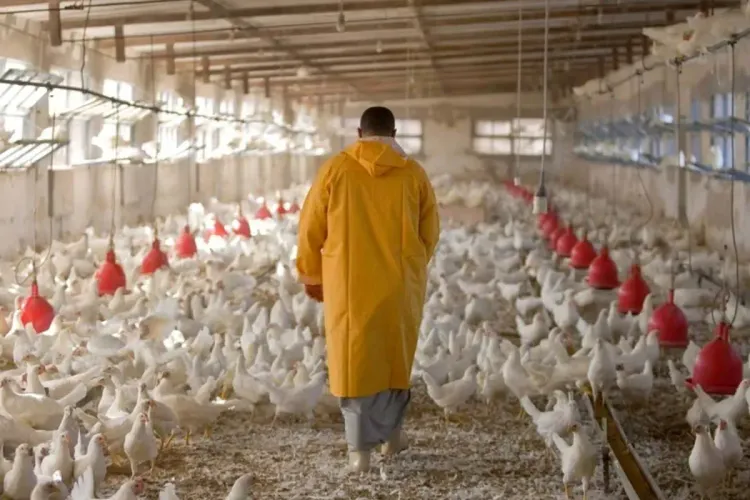 المصادقة على مشروع مرسوم الوقاية الصحية لتربية الطيور الداجنة ومراقبة إنتاج وتسويق منتوجاتها