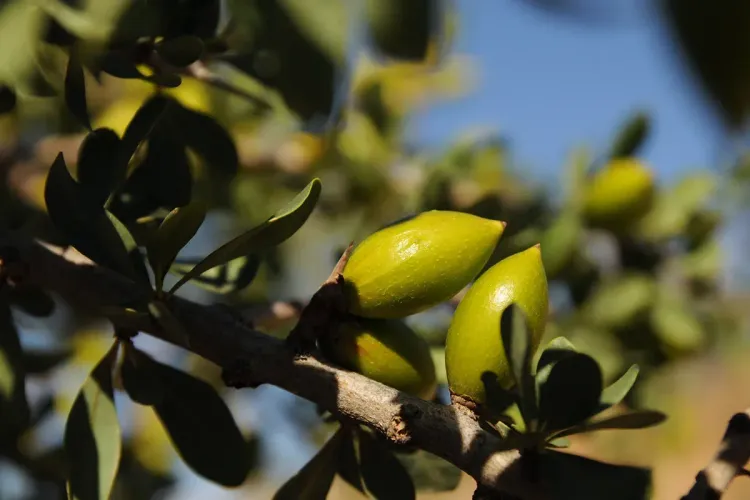 اليوم العالمي لشجرة الأركان: الأمم المتحدة تنظم معرضا للصور يسلط الضوء على الشجرة المتوطنة في المغرب