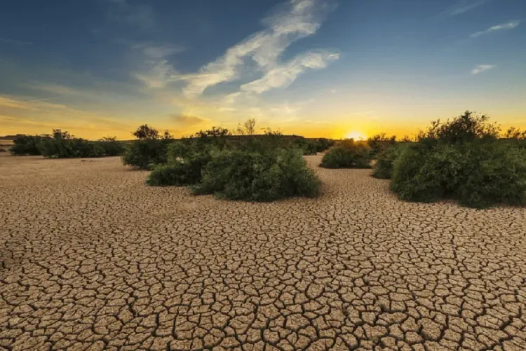 اليوم العالمي لمكافحة التصحر والجفاف.. أربعة أسئلة لعبد الرحيم هومي، المدير العام للوكالة الوطنية للمياه والغابات