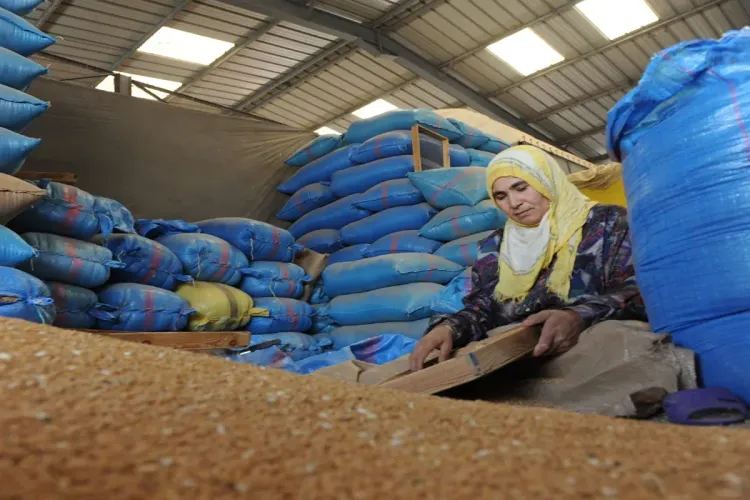 ارتفاع إنتاج الحبوب بنسبة %61,8 خلال الموسم الفلاحي 2022-2023