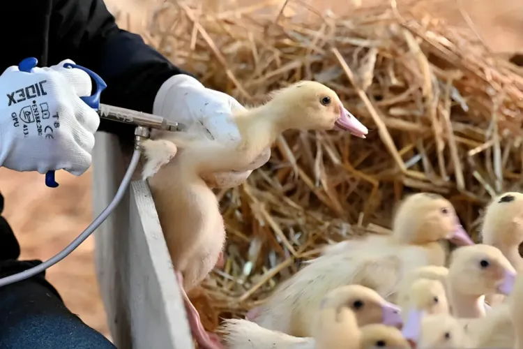 فاو تحذر من زيادة مقلقة في أعداد الإصابات بإنفلونزا الطيور بآسيا والمحيط الهادئ