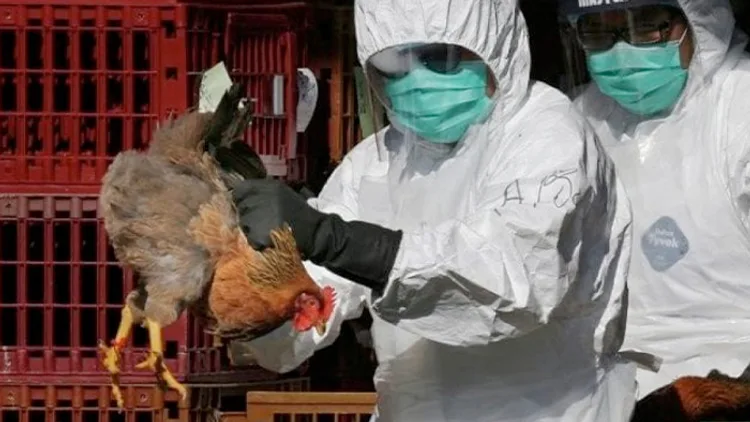 بوركينا فاسو: نفوق قرابة 500 ألف طير من الدواجن بسبب انفلونزا الطيور