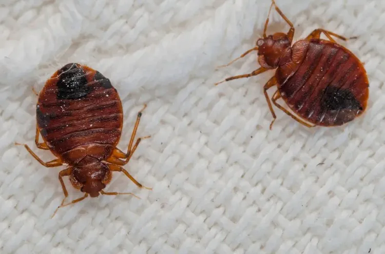 وزارة الصحة: تفعيل نظام اليقظة الصحية لمواجهة أي احتمال لتسرب حشرة بق الفراش إلى المغرب